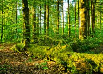 Lilliput forests, global certification