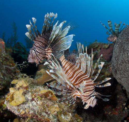 Lionfish found following the current trend