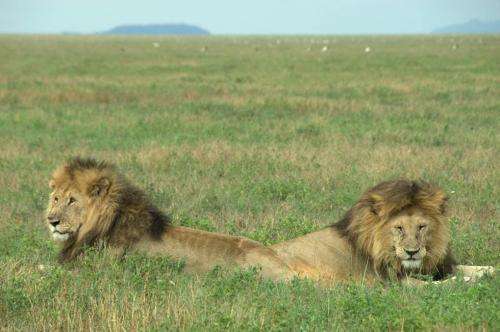 Lion numbers could improve with new sustainable hunting quotas