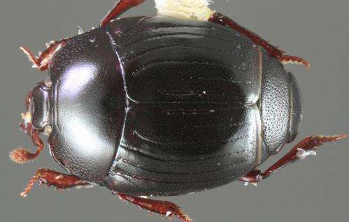 Little did we know about beetle diversity: Astonishing 138 new species in a single genus