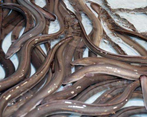 Live eels, imported from Taiwan, are shown at a Tokyo hotel in 2008
