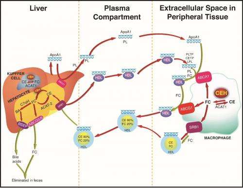 Liver enzyme may play critical role in enhancing cholesterol removal from the body