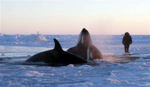 Locals say shifting sea ice frees trapped whales