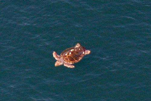 Loggerhead sea turtle nesting activity driven by recent climate conditions and returning nesting