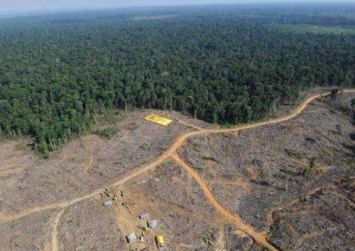 Logging works cut into the virgin forest in Jambi province, Sumatra island, Indonesia in 2010