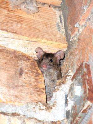 Long-lived mice are less active