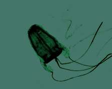 Long-term study links box jellyfish abundance, environmental variability at Waikiki Beach