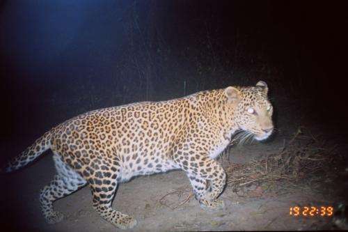 Look out squirrels: Leopards are new backyard wildlife
