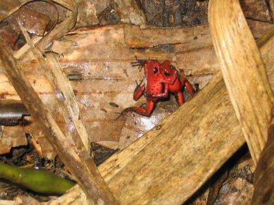 Lovelorn frogs bag closest crooner