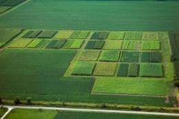 Lower nitrogen losses with perennial biofuel crops