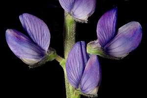 Lupin prospects improve with pinpointed disease causation