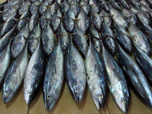 Mackerel has been struck off a list of sustainable fish as conversationists warn of overfishing