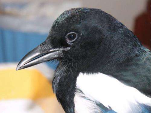 Magpies take decisions faster when humans look at them