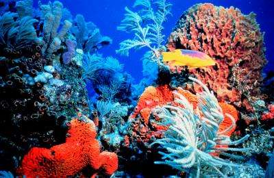 Major changes needed for coral reef survival