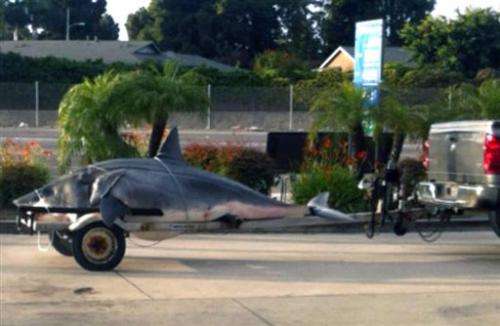 Mako shark caught off California could be record