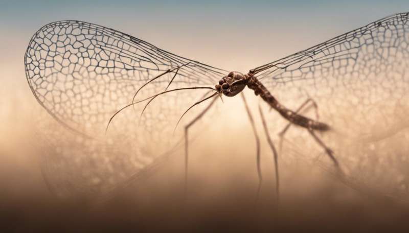 Malaria: Parasites inflict collateral damage in the brain