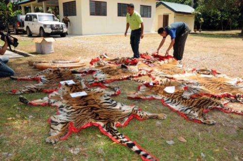 Malaysian Department of Wildlife and National Parks officers display confiscated tiger skins, February 15, 2012