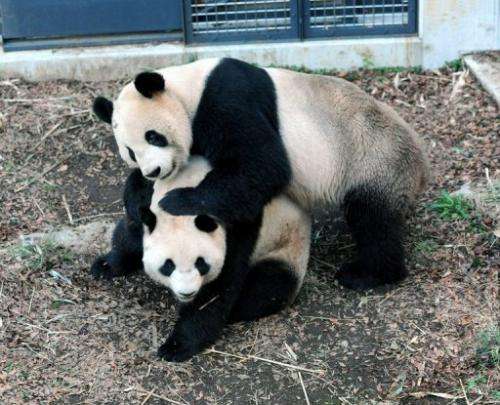 Male and female giant pandas, &quot;Ri Ri&quot; (top) and &quot;Shin Shin&quot;, are shown at Tokyo's Ueno Zoological Park, Marc