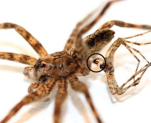Male dark fishing spiders found to die spontaneously after mating
