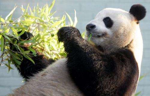 Male giant Panda Yang Guang (Sunshine) relaxes with some bamboo in his enclosure at Edinburgh Zoo on December 12, 2011