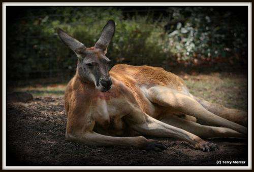 Male kangaroos woo mates with bulging biceps