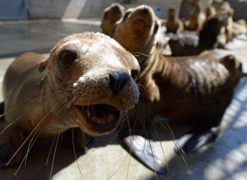 Malnourished sea lion pups recover at the Marine Mammal Care Center in San Pedro, California on April 9, 2013