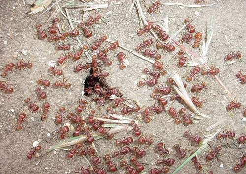 Management, not eradication, could be the key to co-existing with fire ants