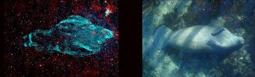 A microquasar makes a giant manatee nebula