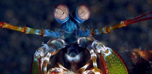 Mantis shrimp have the world's best eyes--but why?