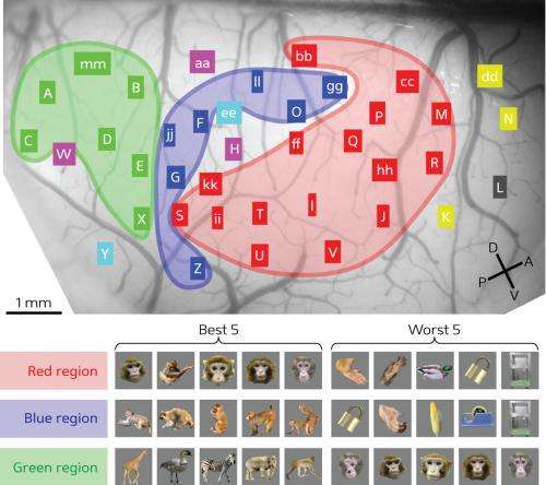 Mapping objects in the brain