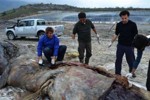 Marine biologists pull a plastic canvas out of the stomach of a dead sperm whale on March 28, 2012
