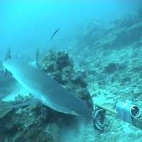 Marine reserves help boost reef shark numbers
