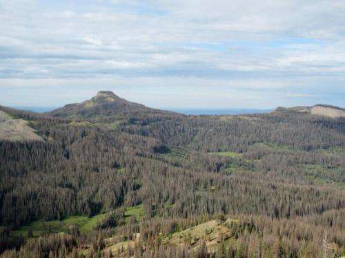 Massive spruce beetle outbreak in Colorado tied to drought, according to new CU study