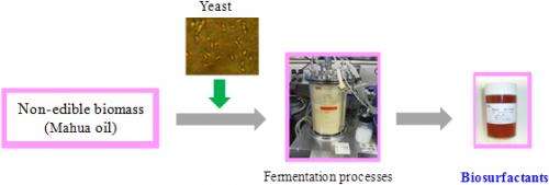 Mass-production of high-performance surfactants from non-edible biomass using yeast