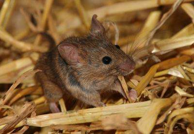Mate choice in mice is heavily influenced by paternal cues