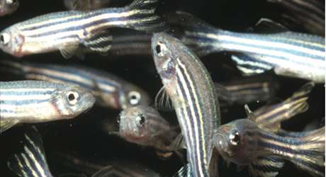 Mechanisms of wound healing are clarified in MBL zebrafish study
