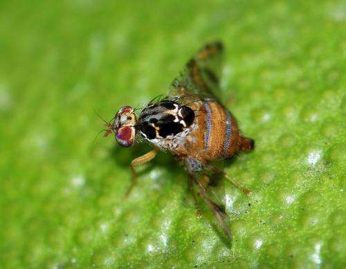 Medfly and other fruit flies entrenched in California, study concludes
