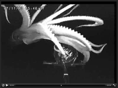 Medusa and the giant squid: UQ camera system captures first video