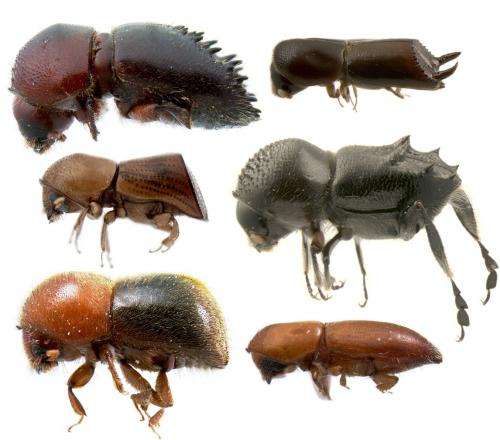 Meet the beetles -- the Xyleborini of New Guinea