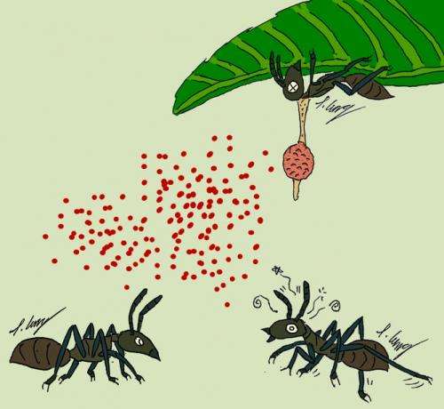 Meet the enemy of killer fungus that turns ants into zombies