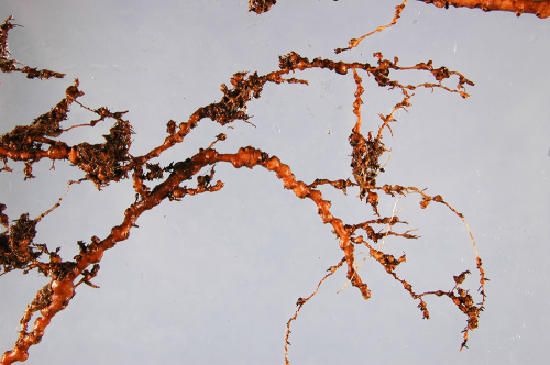 Meloidogyne mali: A new invasive plant parasitic nematode in Europe