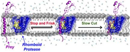 Membrane enzymes 'stop and frisk' proteins indiscriminately