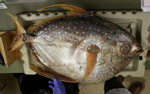 Mercury levels in Pacific fish likely to rise in coming decades