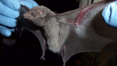 MERS virus discovered in bat near site of outbreak in Saudi Arabia