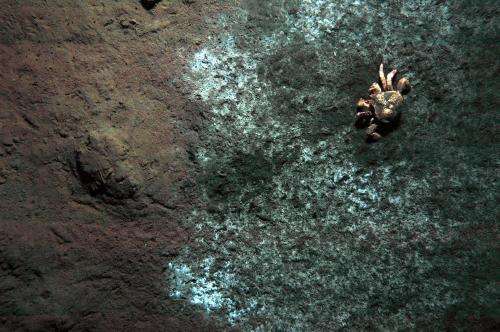 Methane seeps of the deep sea: A bacteria feast for lithodid crabs