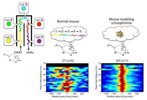 Mice modeling schizophrenia show key brain network in overdrive