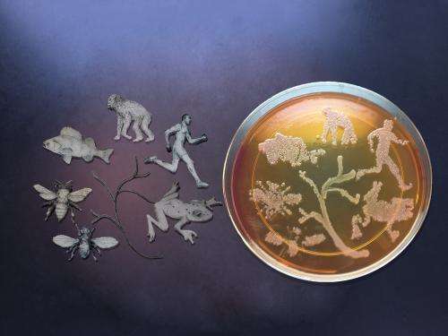 Microbes can influence evolution of their hosts