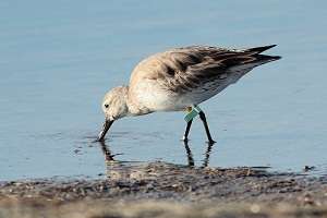 Migratory birds find Kimberley safe haven via China