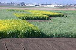 Mix-and-match cover cropping can optimize organic production