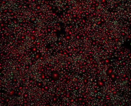 Gene activity and transcript patterns visualized for the first time in thousands of single cells